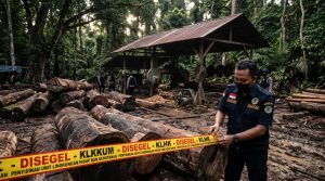 Penegakan hukum dan pertanggungjawaban hukum perusahaan dalam kasus pembalakan liar sawmill ilegal oleh penyidik Gakkum KLHK di dalam hutan